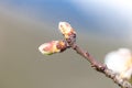 Almonds tree flowers macro spring background Royalty Free Stock Photo