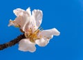 Almonds tree flowers macro spring background blue Royalty Free Stock Photo