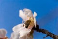 Almonds tree flowers macro spring background blue Royalty Free Stock Photo