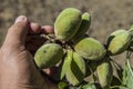 Almonds in the tree, natural almonds, almonds began to mature, almond fruit on the tree,