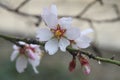 Almonds white flower. Spring blossoming.