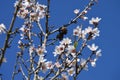 Almonds, white pink flowers and blue sky Royalty Free Stock Photo