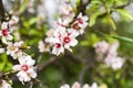 Almondtree blooming in garden springtime Royalty Free Stock Photo