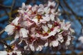 Almons flowers on tree in Spain Royalty Free Stock Photo