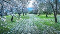Almont trees orchard in springtime covered with white blossoms Royalty Free Stock Photo