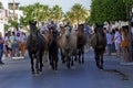 Entrance in Almonte of a herd of horses driven by riders, during the traditional annual event