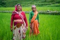 ALMORA, INDIA - SEPTEMBER 15, 2020: old indian woman farmers standing in working in the green fields, smiling and looking into the Royalty Free Stock Photo