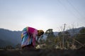 Almora, Uttarakhand - January 4 2022- An indian female farmer sowing seeds in the field. Female farmer working in the field