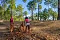 Almora, Uttrakhand/ India - June 4 2020 : Two young kids cutting tress from a forest using an axe. Save trees concept