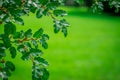 Alnus green leaf of an alder tree is isolated on a dark background Royalty Free Stock Photo