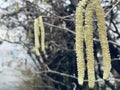 Alnus japonica, known as East Asian alder. City trees