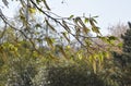 Alnus Serrulata, the hazel alder or smooth alder Royalty Free Stock Photo