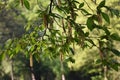 Alnus Serrulata, the hazel alder or smooth alder Royalty Free Stock Photo