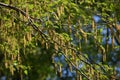 Alnus Serrulata, the hazel alder or smooth alder Royalty Free Stock Photo