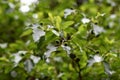 Alnus sieboldiana fruits Royalty Free Stock Photo