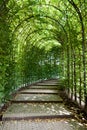 ALNWICK, NORTHUMBERLAND/UK - AUGUST 19 : Beech tunnel in Alnwick Castle gardens Northumberland on August 19, 2010