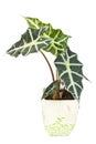 Alocasia