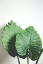 Alocasia adora