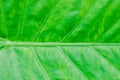 Alocasia, Alocasia macrorrhizos or Alocasia plant leaf or leaf background Royalty Free Stock Photo