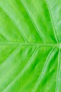 Alocasia, Alocasia macrorrhizos or Alocasia plant leaf or leaf background Royalty Free Stock Photo