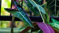 Gardening: Alocasia Amazonica Polly in the backyard