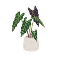 Alocasia amazonica, potted house plant with big leaf. Green houseplant growing in planter. Foliage decoration for home