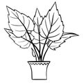 Alocasia begonia in a pot in black line outline cartoon style. Coloring book houseplants flowers plant for interrior