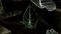 A Closer Look at Black Velvet Alocasia Leaves