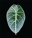 Alocasia black velvet leaf, alocasia reginula plant, isolated on black background