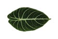 Alocasia black velvet plant, alocasia reginula leaf isolated on white background Royalty Free Stock Photo