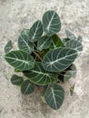 Alocasia black velvet plant, tropical flowers, top view shot