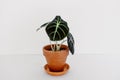 Alocasia `Black Velvet` Alocasia reginula Royalty Free Stock Photo