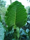 Alocasia brisbanensis commenly known as cunjevoi or spoon lilly Royalty Free Stock Photo