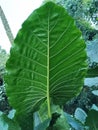 Alocasia brisbanensis commenly known as cunjevoi or spoon lilly Royalty Free Stock Photo