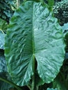 Alocasia brisbanensis commenly known as cunjevoi or spoon lilly Royalty Free Stock Photo