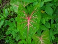 Alocasia Caladium Gingerland Carolyn Whorton Moonlight, Caladium White Freida Hemple are ornamental plants known as angel wings