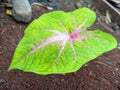 Alocasia Caladium Gingerland Carolyn Whorton Moonlight, Caladium White Freida Hemple are ornamental plants known as angel wings