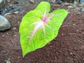 Alocasia Caladium Gingerland Carolyn Whorton Moonlight, Caladium White Freida Hemple are ornamental plants known as angel wings