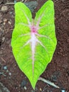 Alocasia Caladium Gingerland Carolyn Whorton Moonlight, Caladium White Freida Hemple are ornamental plants known as angel wings