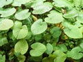 Alocasia Cucullata Royalty Free Stock Photo