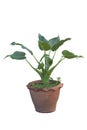 Alocasia cucullata plant in brown pot isolated on white background. Royalty Free Stock Photo