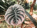 Alocasia Cuprea Leaf