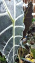 Alocasia Cuprea Plants Home Gardening