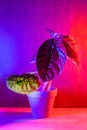 Alocasia Cuprea Red Secret plant in brown ceramic pot on dark magenta background.