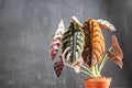 Alocasia Cuprea Red Secret potted house plant Royalty Free Stock Photo