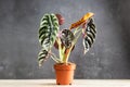 Alocasia Cuprea Red Secret potted house plant