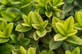 Alocasia dragon scale fresh green leaves Royalty Free Stock Photo