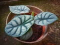 Alocasia Dragonscale Royalty Free Stock Photo