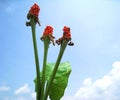 Alocasia flowers and leave on blue sky Royalty Free Stock Photo