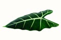 Alocasia frydek leaf on white background